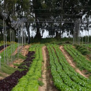 rows of plants in a greenhouse