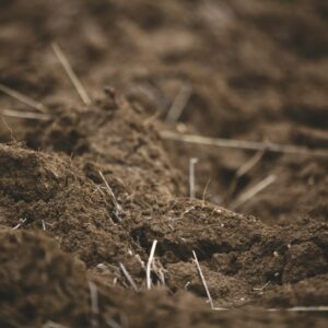 macro photography of brown soil